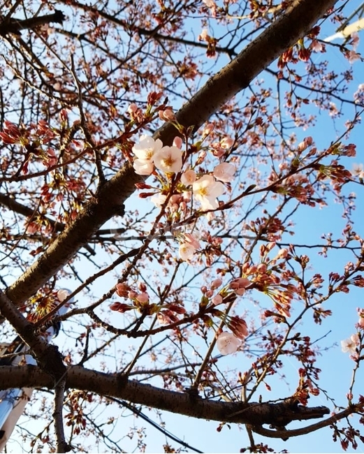 벚꽃,봄,꽃,사쿠라,체리블라썸,cherryblossom
