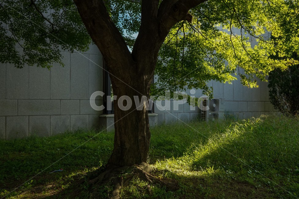 나무,단풍나무,햇살,햇빛,잔듸밭,식물,자연,plants,nature,나무,trees,wood