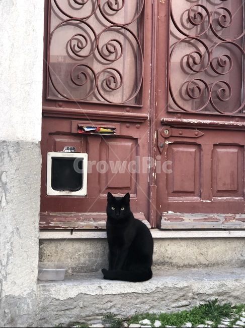 고양이,검은고양이,눈,골목,문,동물,동물,animal,포유류,mammal,고양이,cat,kitten,kitty