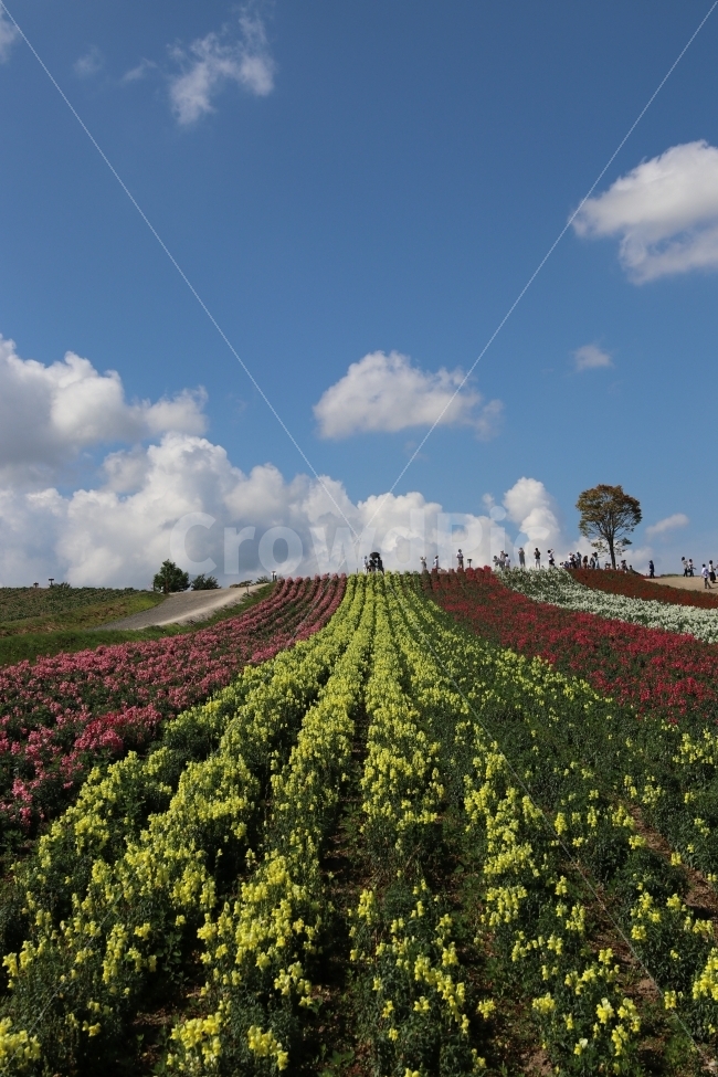 비에이,일본여행,시키사이언덕,Shikisainooka,시키사이,홋카이도,일본,풍경,자연,풍경,nature,landscape,해외,외국,세계,foreign,oversea,world,outdoors,옥외,field,들