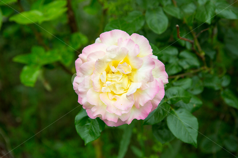 장미,장미꽃,여름,꽃,식물,5월,로즈데이,자연,nature,summer,rose,flower,흰장미,식물,자연,plants,nature,꽃,flower