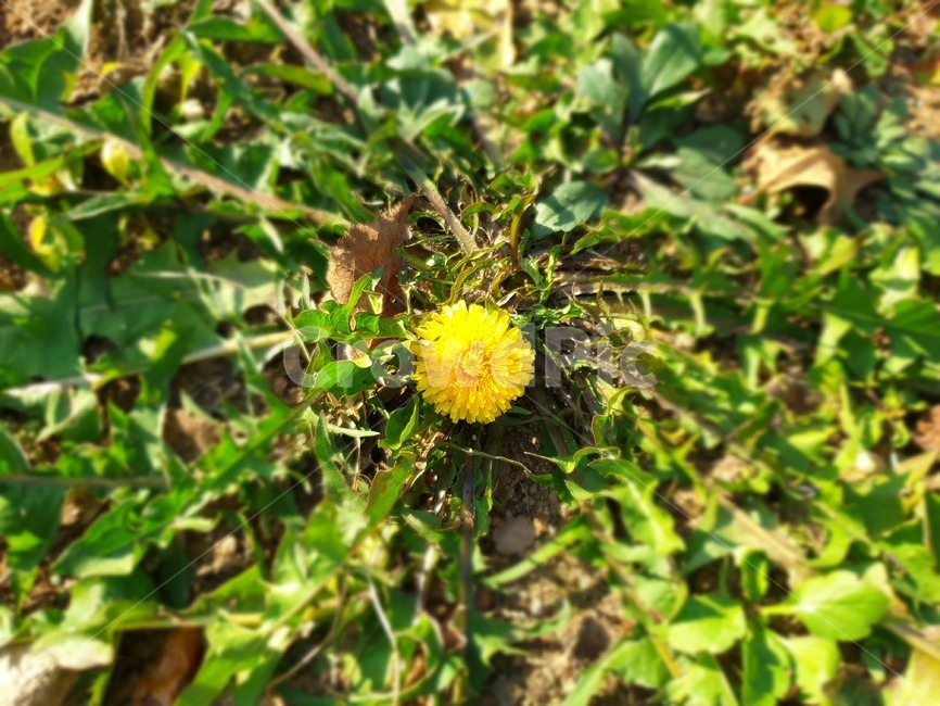 자연,들꽃,가을,꽃,식물,flower,plant,식물,자연,plants,nature,꽃,flower