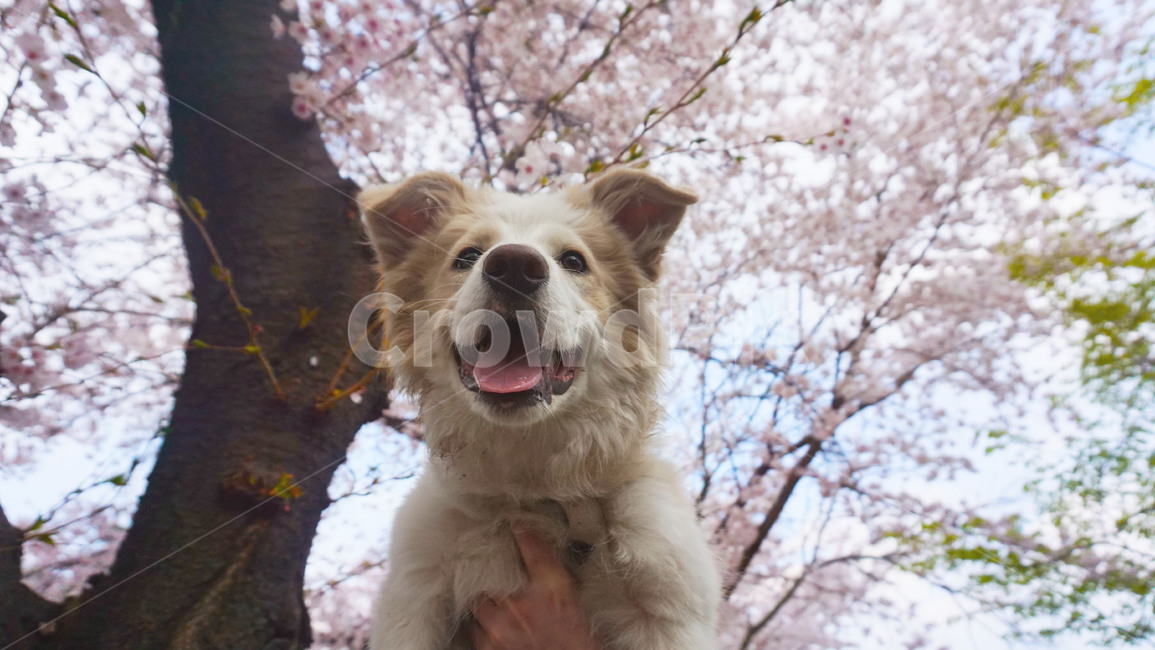 꽃개,벚꽃,꽃,봄,강아지,보더콜리,개,동물,animal,포유류,mammal,개,강아지,dog,doggy