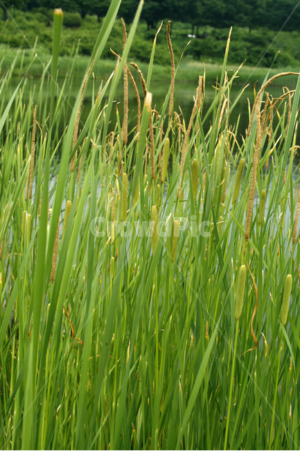 수생식물,plants,nature,공원,호수,식물,수크렁,식물,자연,plants,nature