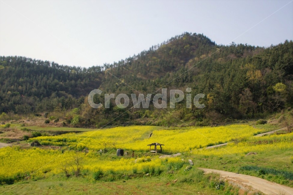 유채꽃,꽃,원두막,자연,식물,봄,spring,하늘,nature,sky,감성,풍경,계절,season,자연풍경,flower,산,나무,trees,봄,계절,spring,season,outdoors,옥외,field,들,grassland,목초지
