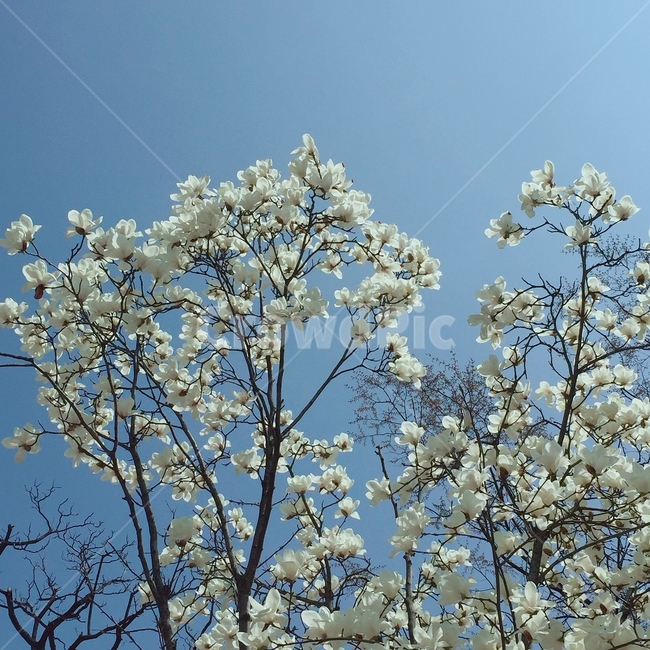 봄,목련,빈티지,magnolia,하늘,white,flowers,풍경,봄꽃,계절,springseason,식물,자연,plants,nature,꽃,flower,나무,trees,wood,감성,sensible,feeling,spring,오후,화창한,봄날,korea,sky,blossom,vintage,mood