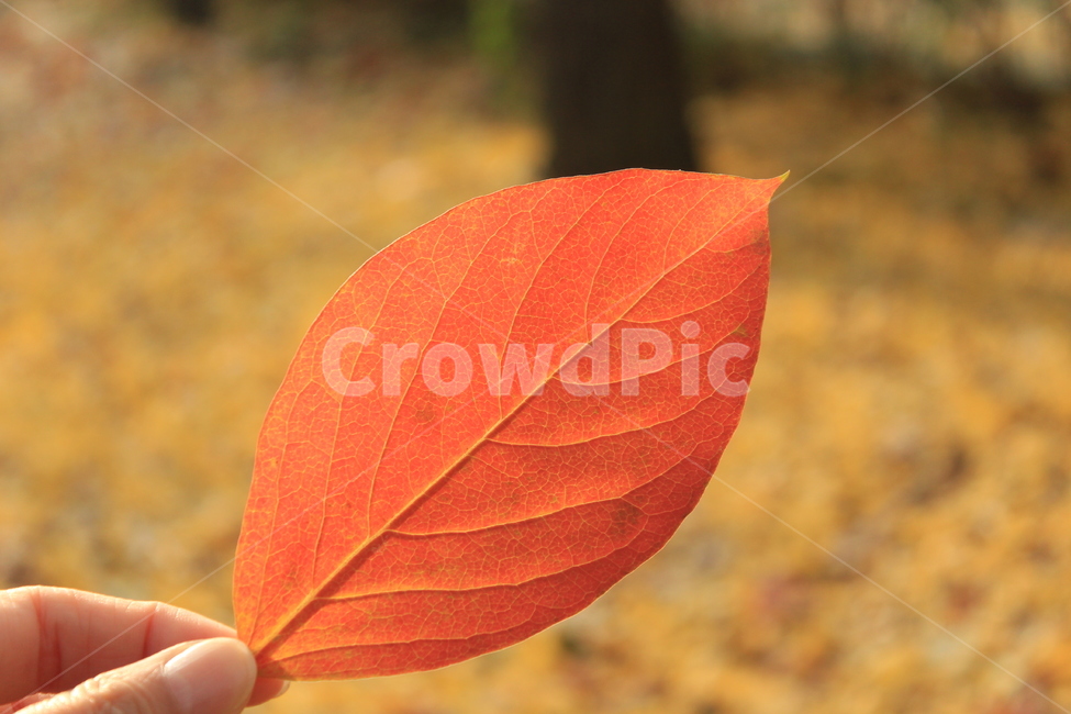 단풍,낙엽,가을,자연,붉은단풍,아웃포커싱,감성,가을,계절,fall,autumn,season,leaf,잎,plant,식물,veins,정맥