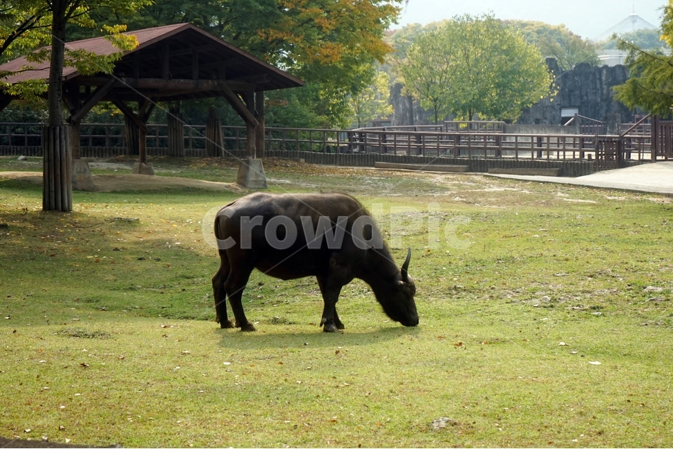 동물원,초가을,얼룩무늬,초식동물,animal,zoo,아프리카물소,buffalo,herbivore,동물,animal,포유류,mammal