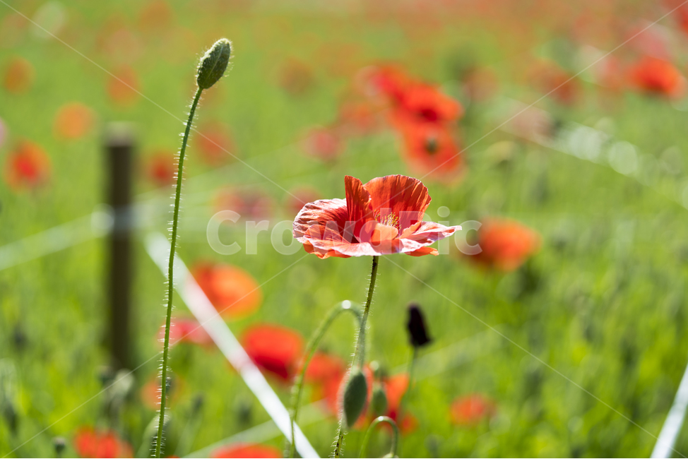 양귀비,양귀비꽃,매크로,빨간,꽃,식물,자연,plants,nature,꽃,flower