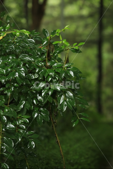비,소경,풍경,비오는날,비오는소경,rain,식물,자연,plants,nature