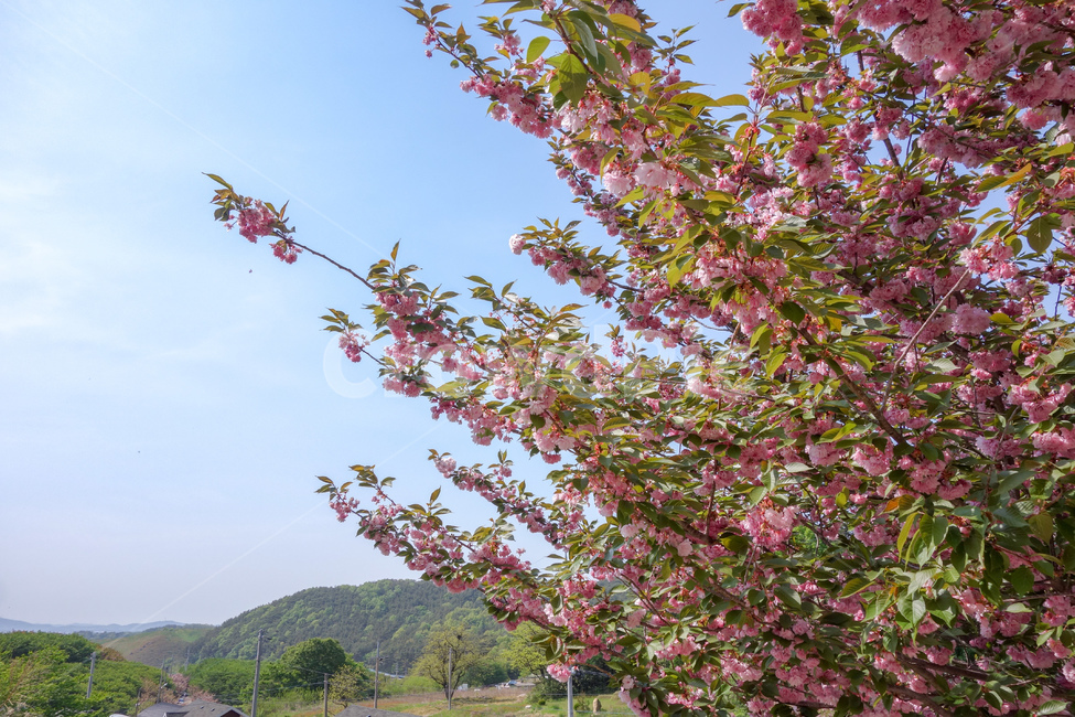 벚꽃,겹벚꽃,왕겹벚꽃,꽃,하늘,자연,봄꽃,풍경,식물,자연,plants,nature,꽃,flower