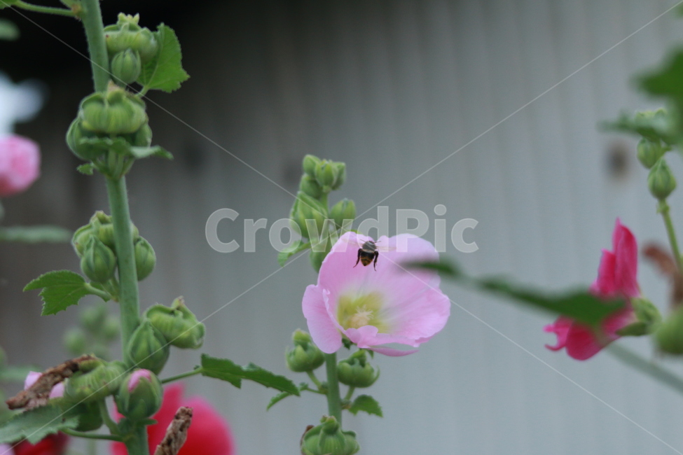 우중출사,휴식,접시꽃,물방울,꿀벌,풍요,장마,소강상태,식물,자연,plants,nature,꽃,flower,동물,animal,곤충,벌레,insect,bug