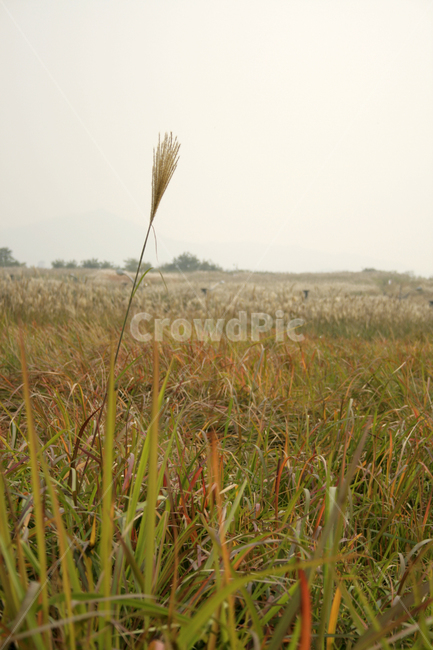 억새,가을,억새풀,억새밭,식물,자연,풍경,nature,landscape,grass,잔디,plant,lawn