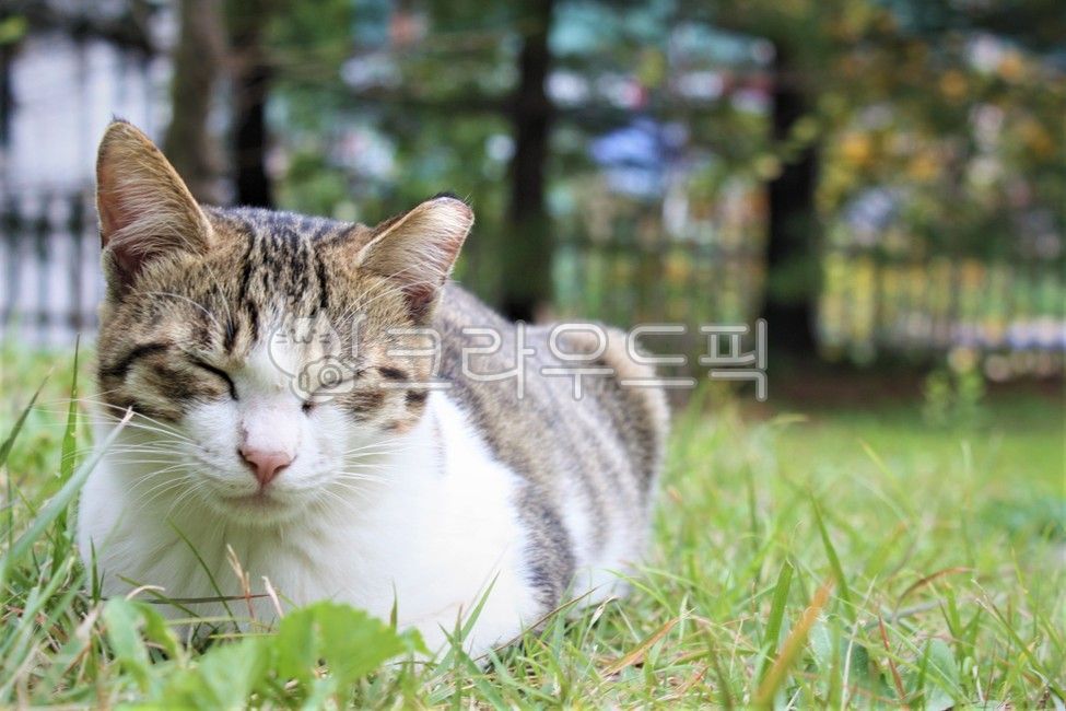 Bread posture,Pets,sunlight,stray cat,mammal,grass,cat,plant,animal,mammalia,Dozing off,lawn,pet