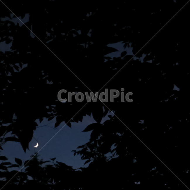 초승달,달,하늘,밤,나무,나무잎,sky,moon,leaf,night,야경,nature,자연,풍경,옥외,outdoors,힐링,감성