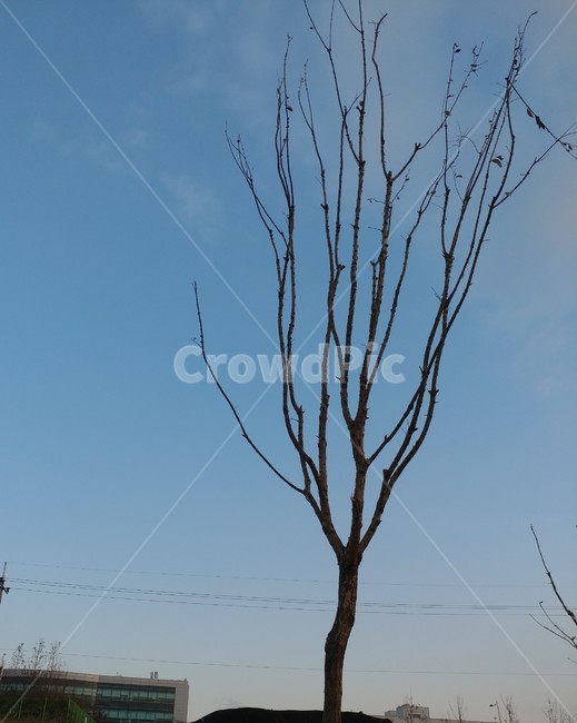 나무,가지,하늘,식물,앙상,식물,자연,plants,nature,나무,trees,wood