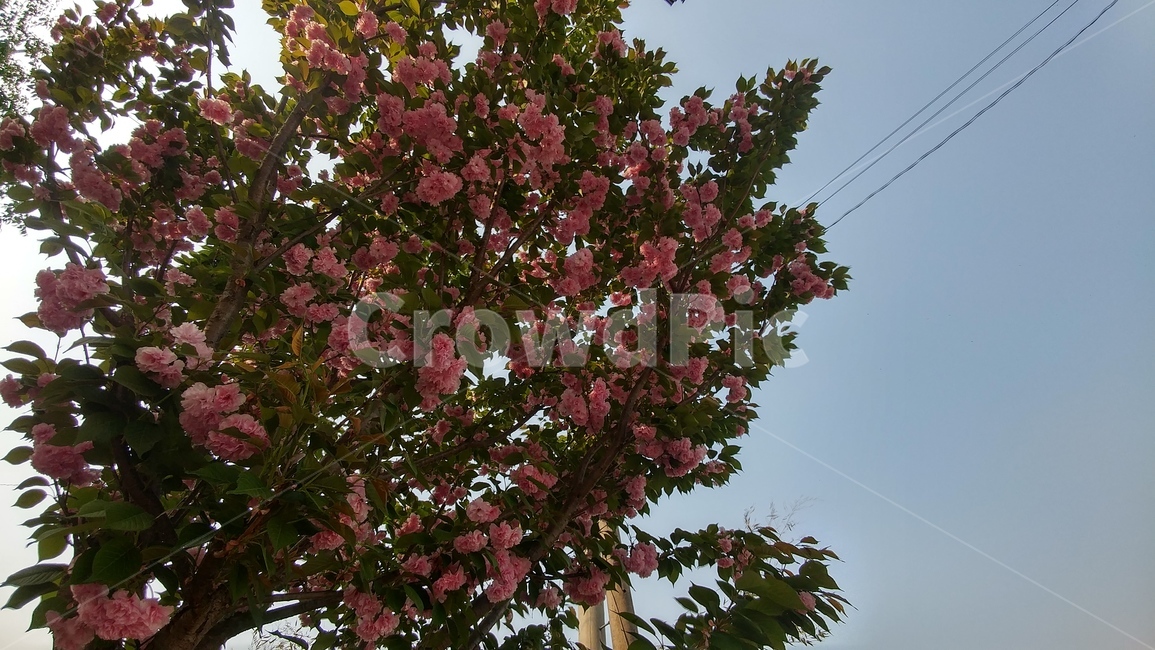 곁벚꽃,벚꽃,봄,분홍색벚꽃,하늘,풍경,분홍색,식물,자연,plants,nature,꽃,flower,나무,trees,wood