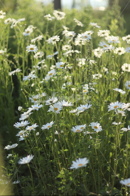 샤스타데이지,흰색,냇가,봄,빛,봄,계절,spring,season,식물,자연,plants,nature,꽃,flower,plant,blossom,daisy,데이지,daisies