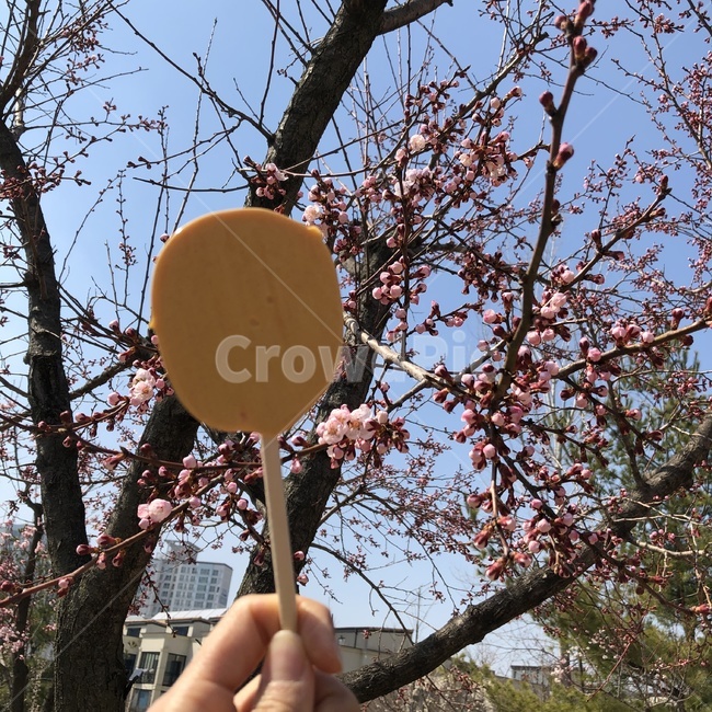 cherryblossom,달고나,dalgona,꽃,나무