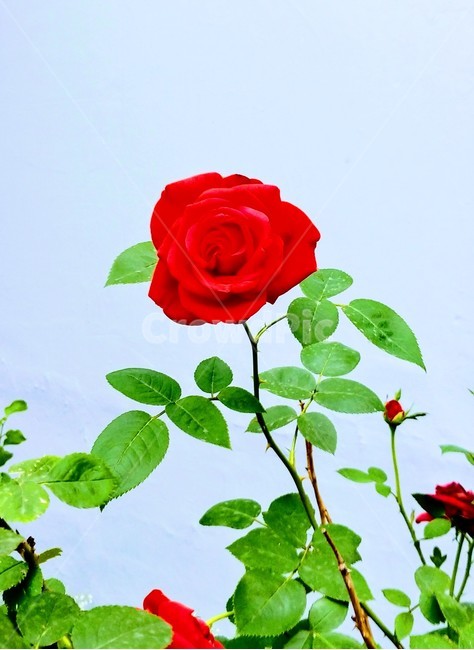 장미,식물,꽃,plant,flower,blossom,rose,한송이,red,식물,자연,plants,nature,꽃,flower