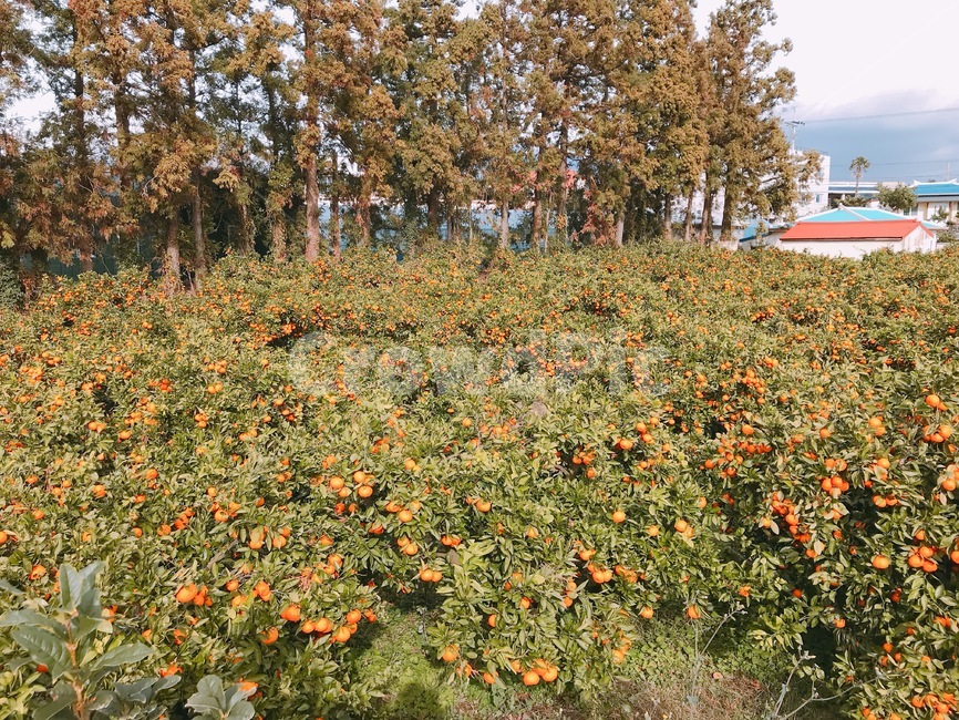 귤,귤밭,제주,농장,과일,jeju,island