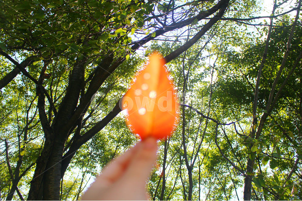 자연,잎,낙옆,하늘,나무,초록,green,red,손,손가락,가을,계절,fall,autumn,season,식물,자연,plants,nature,감성,sensible,feeling,휴식,힐링,rest,relaxation,healing,tree,plant,leaf