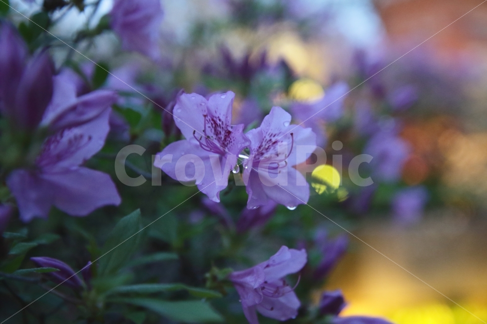진다래,꽃,야경,배경,사랑,느낌,감성,스냅,식물,자연,plants,nature,꽃,flower