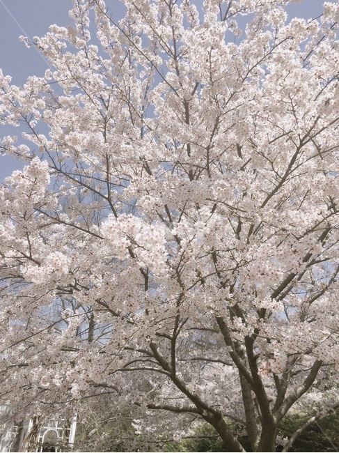 벚꽃,봄,낭만,로맨틱,꽃,계절,봄,계절,spring,season,식물,자연,plants,nature,꽃,flower,plant,blossom