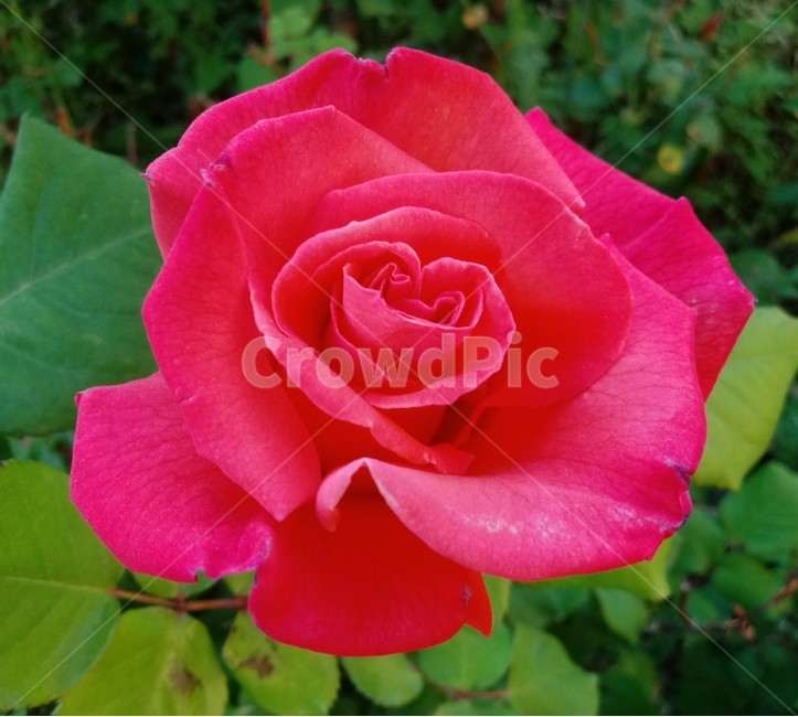 장미,장미꽃,플라워,식물,flower,로즈,꽃