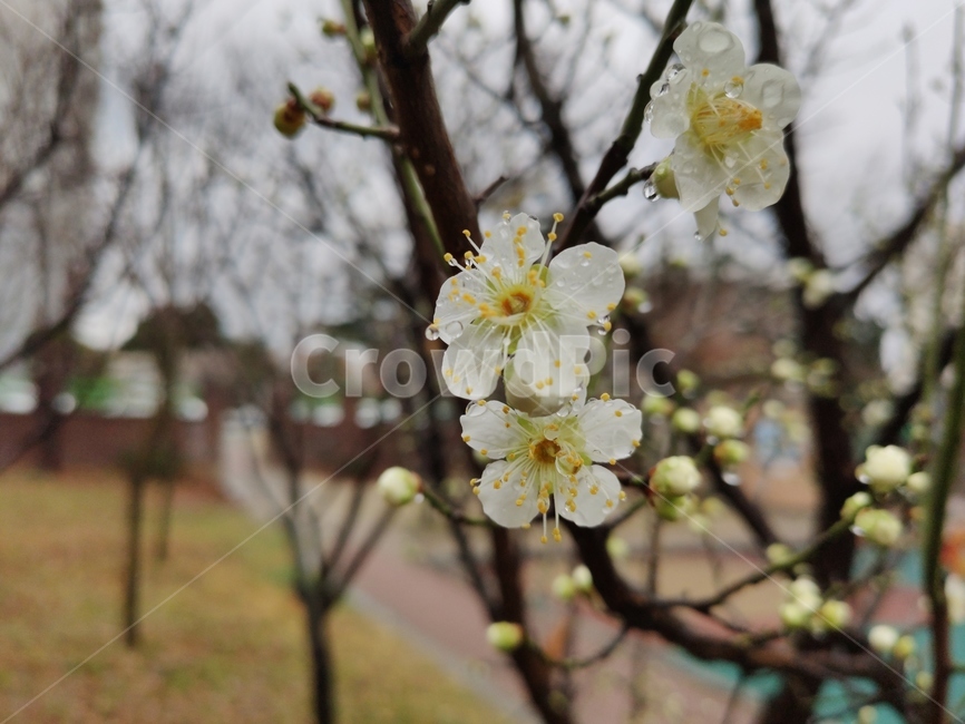 매화,매실나무,매화나무,plum,청매화,prunusmume,매화꽃,plant,식물,flower,blossom,꽃