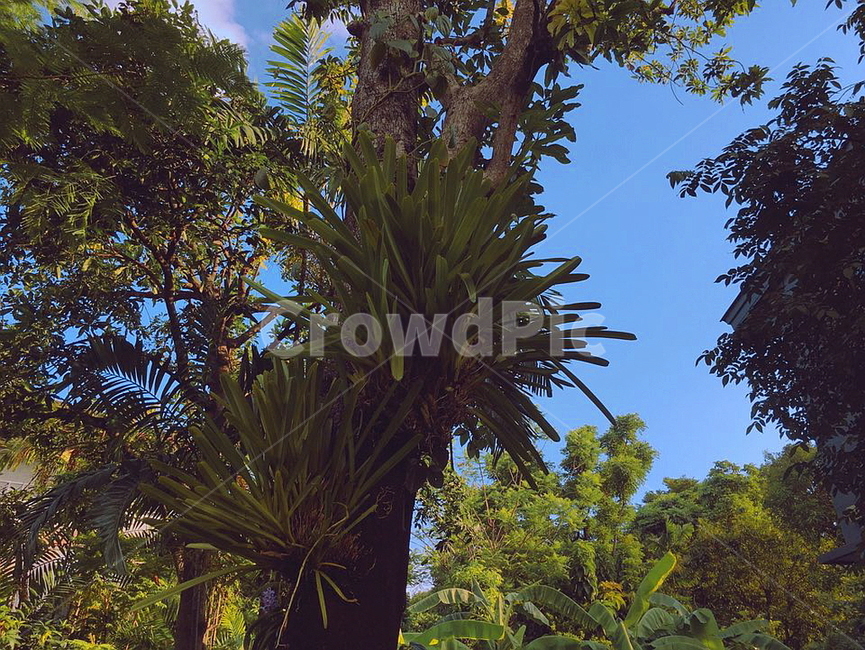 하늘,나무,여름,sky,tree,싱그러운,풍경,감성,자연,계절