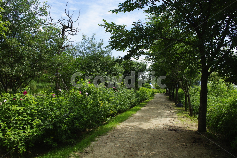 길,초록,나무,잎,식물,plant,자연,nature,숲,하늘,구름