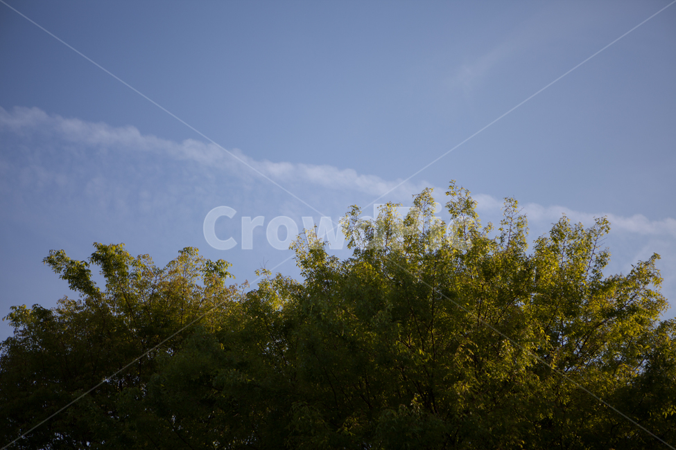숲,하늘,나무,풍경,자연,구름,서울숲,봄,여름,식물,자연,plants,nature,나무,trees,wood