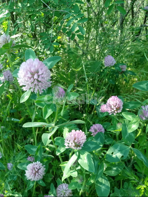 붉은토끼풀,홍삼엽,레드클로버,콩과,redclover,다년생초본,홍차축초,홍조초,홍화목숙