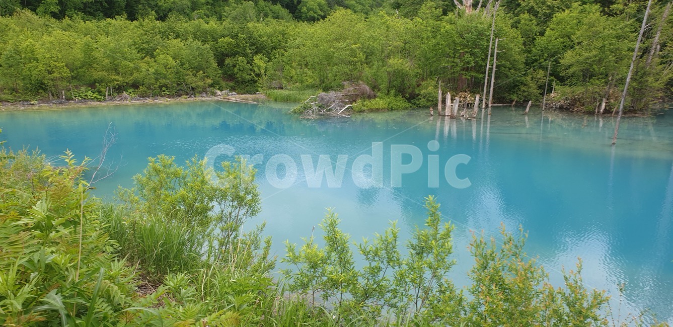 삿포로,비에이,청의호수,훗카이도,青い池