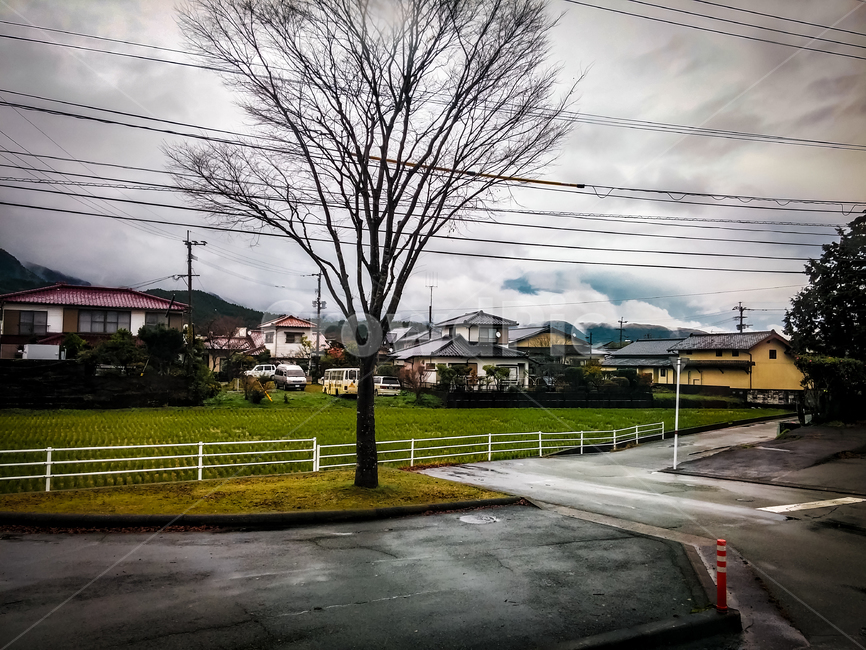 일본,외국,나무,자연,cloudy,풍경,nature,landscape