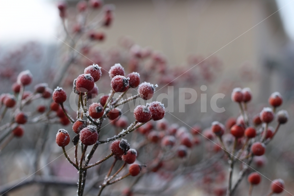 겨울,서리,눈,열매,자연,정원,풍경,색감,식물,겨울,계절,winter,season,음식,식재료,요리,food,cook,meal,dishes,food reserves,과일,열매,fruit