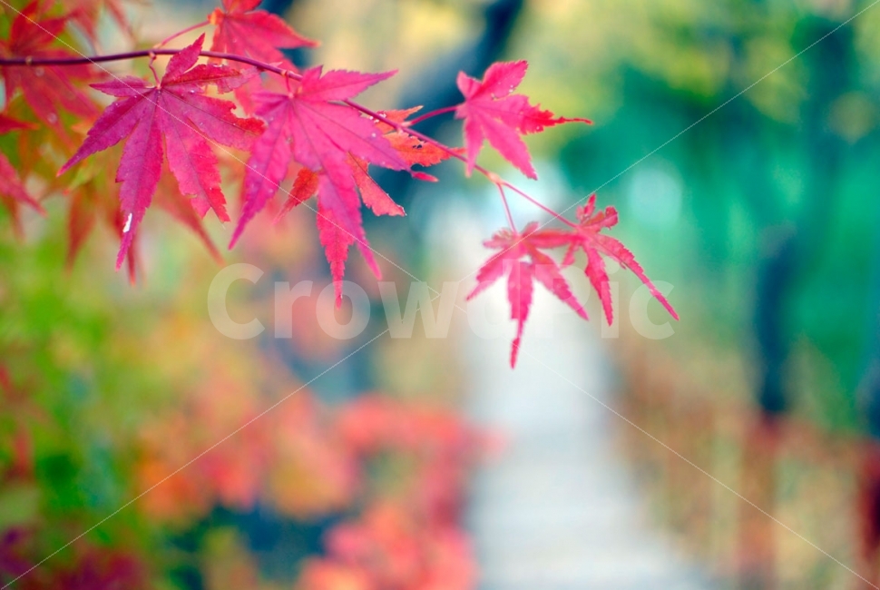 단풍,자연,가을,나무,풍경,maple,nature,landscape,산책,휴식,여유,가을,계절,fall,autumn,season,식물,자연,plants,nature,감성,sensible,feeling,plant,leaf,잎,tree