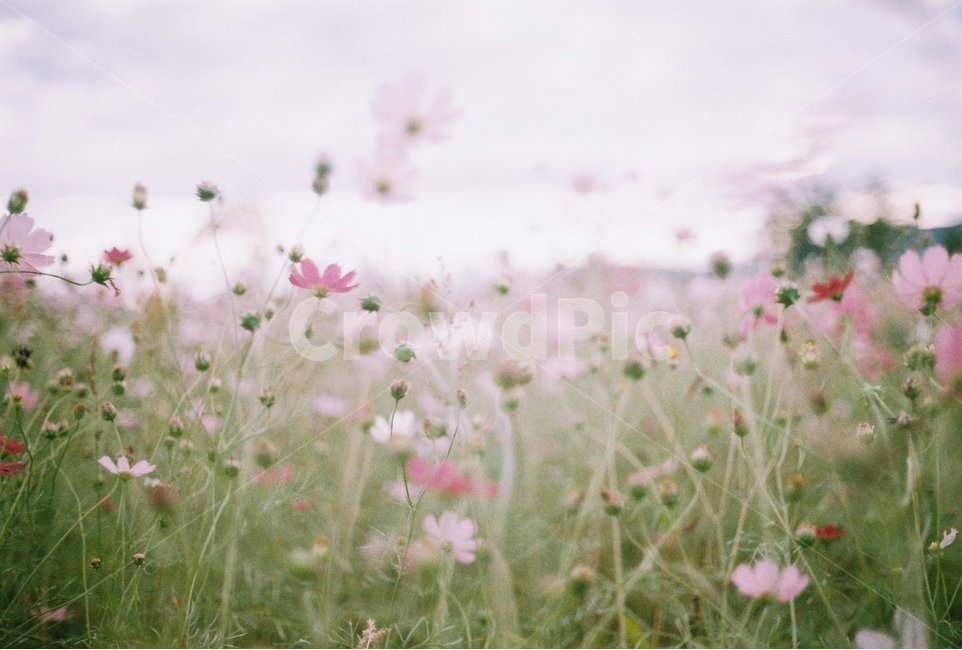 코스모스,아날로그감성,필름사진,필름카메라,코스모스밭,꽃사진,가을,계절,fall,autumn,season,식물,자연,plants,nature,꽃,flower,감성,sensible,feeling,plant