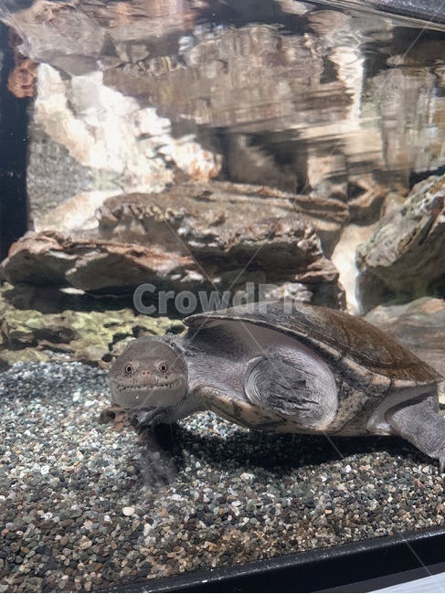 거북이,turtle,파충류,등껍질,거북이얼굴,물,water,아쿠아리움,수족관,aquarium