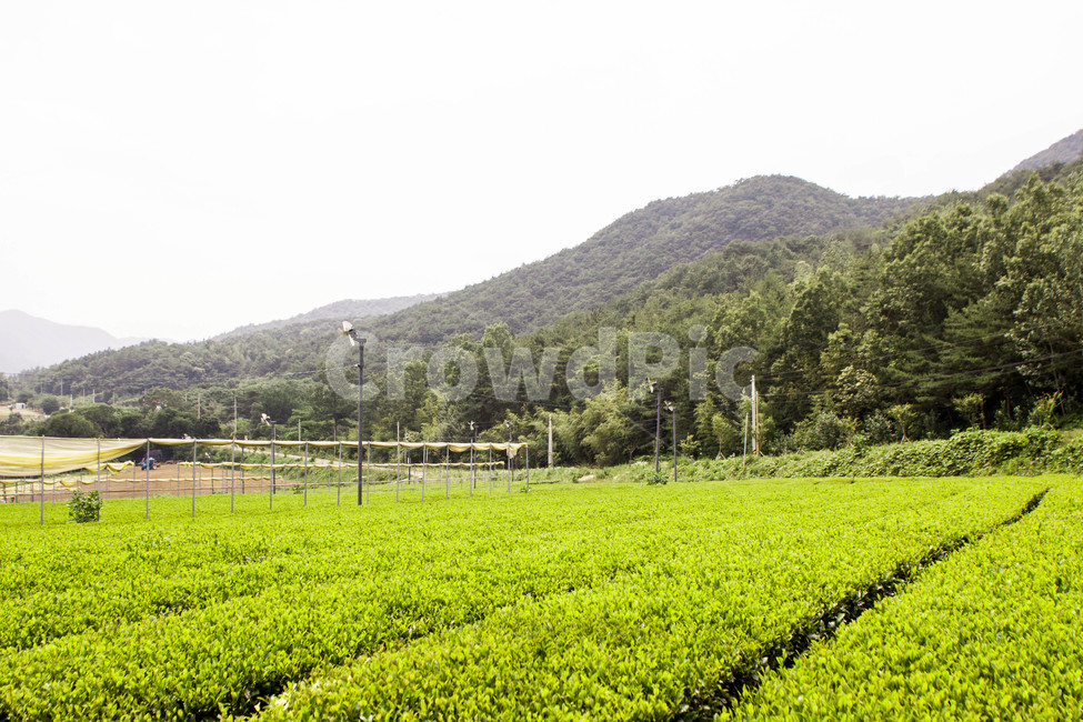 자연,풍경,식물,계절,녹차,밭,나무,nature,landscape,plant,seasons,green,greentea,tea,차,tree,자연,풍경,nature,landscape,산업,industry,industrial,농업,농사,agriculture,farming,farming industry,outdoors,옥외,field,들,grassland,목초지