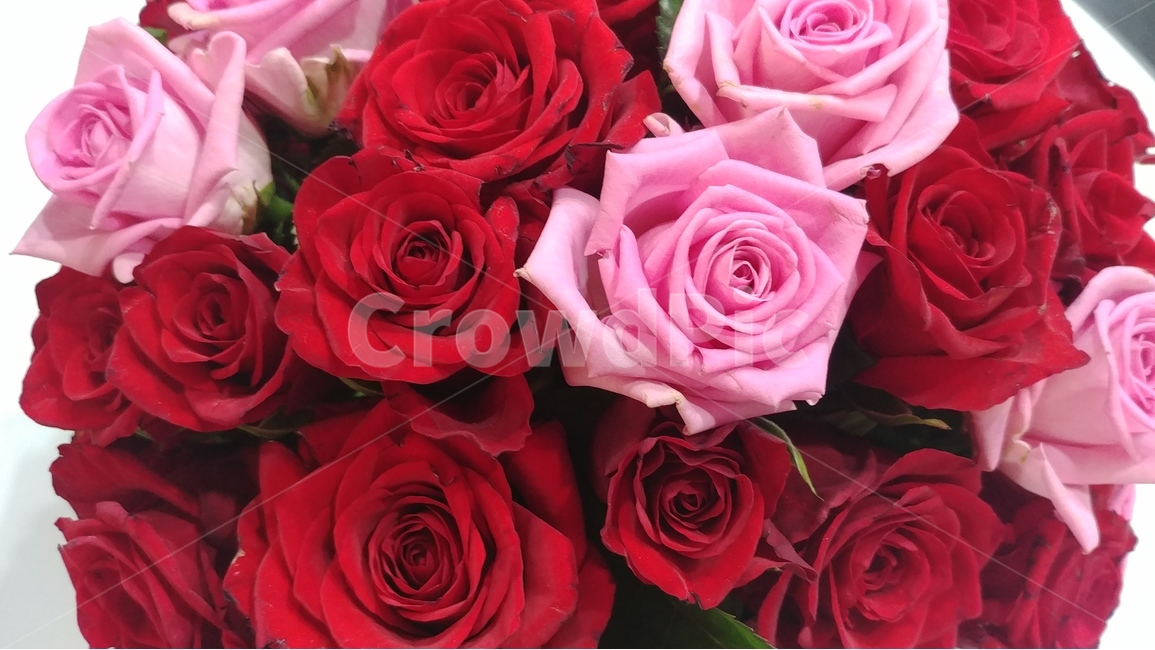 꽃,flower,rose,장미,장미꽃,샘페인핑크,여름,여름꽃,6월의꽃,6월,핑크,pink,flowers,식물,plants,식물,자연,plants,nature,꽃,flower