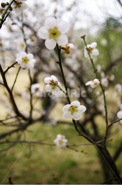 식물,plant,자연,nature,꽃,flower,매화,봄,spring,계절,식물,자연,plants,nature,꽃,flower