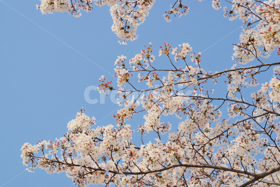 벚꽃,봄,꽃놀이,봄풍경,감성,하늘,봄꽃,blossom,cherryblossom,flower