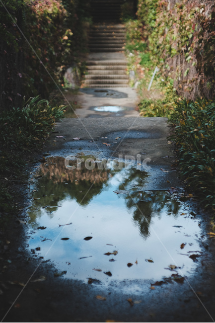 선유도공원,반영,나무,그림자,웅덩이,tree,fall,가을,계절,season,water,가을,계절,fall,autumn,season,puddle,흐리게 하다