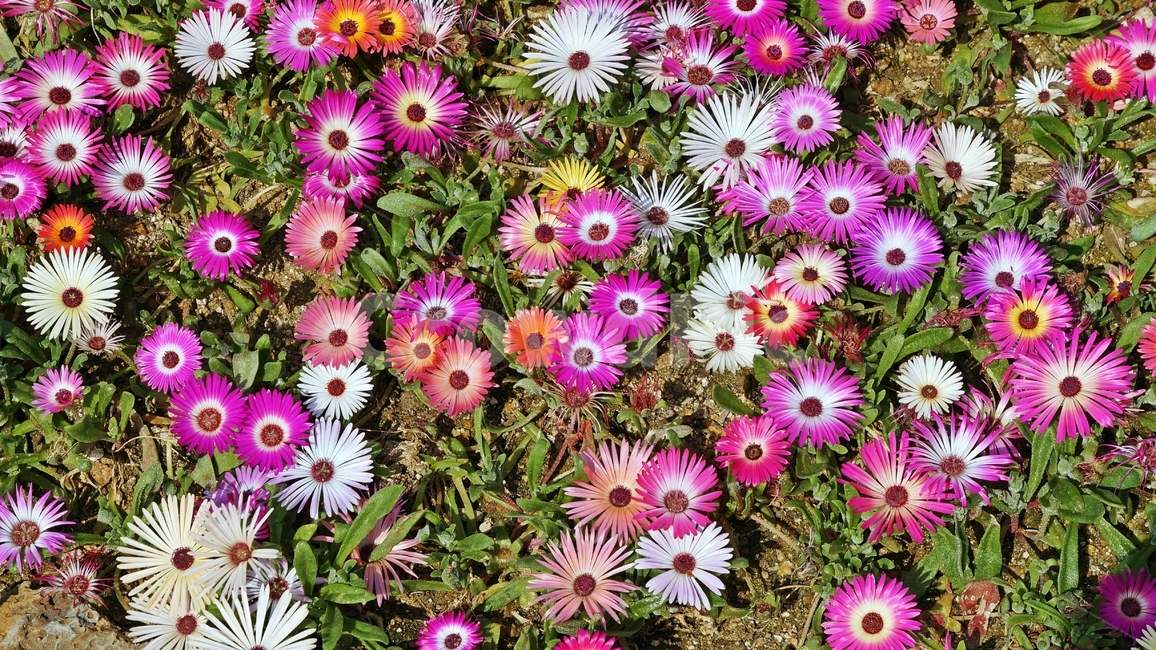 식물,꽃,꽃밭,핑크,plant,flower,garden,pink