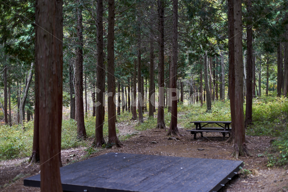 여름,나무,잎,이파리,초록색,한적함,시원함,자연,풍경,nature,landscape,vegetation,초목,tree,plant,식물,forest,숲,land,땅,outdoors,옥외,woodland,삼림지,bench,벤치,grove,작은 숲