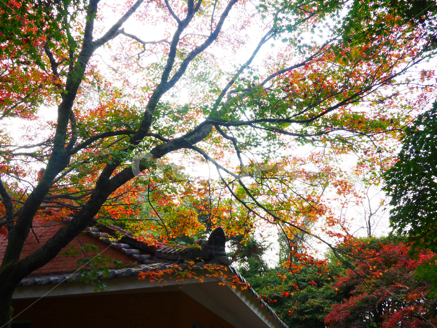 단풍,단풍잎,가을,나뭇잎,알록달록,낙엽,내장산,자연,계절,autumn,fall