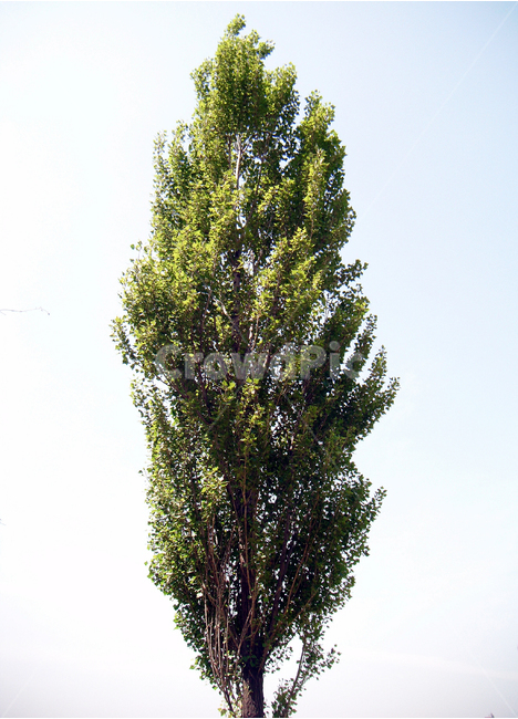 나무,자연풍경,큰나무,자연,tree,대목,봄,풍경,풍경사진,식물,자연,plants,nature,나무,trees,wood