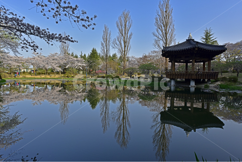 보문정,경주,보문관광단지,벚꽃,호수,작은연못,자연,풍광,경치,자연,풍경,nature,landscape